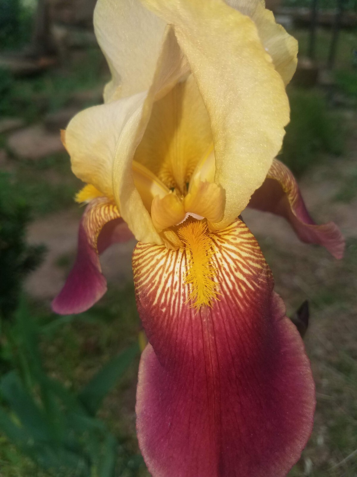 “100 Mixed Variety Bearded Iris– GREAT VALUE• Fresh•Hardy•EASY to Grow