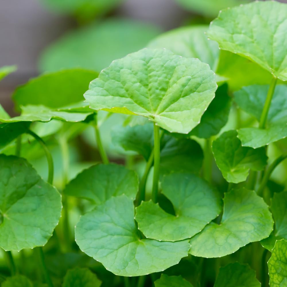 1100 Gotu Kola Seeds Centella Asiatica Non GMO Organic Heirloom Big Leaf