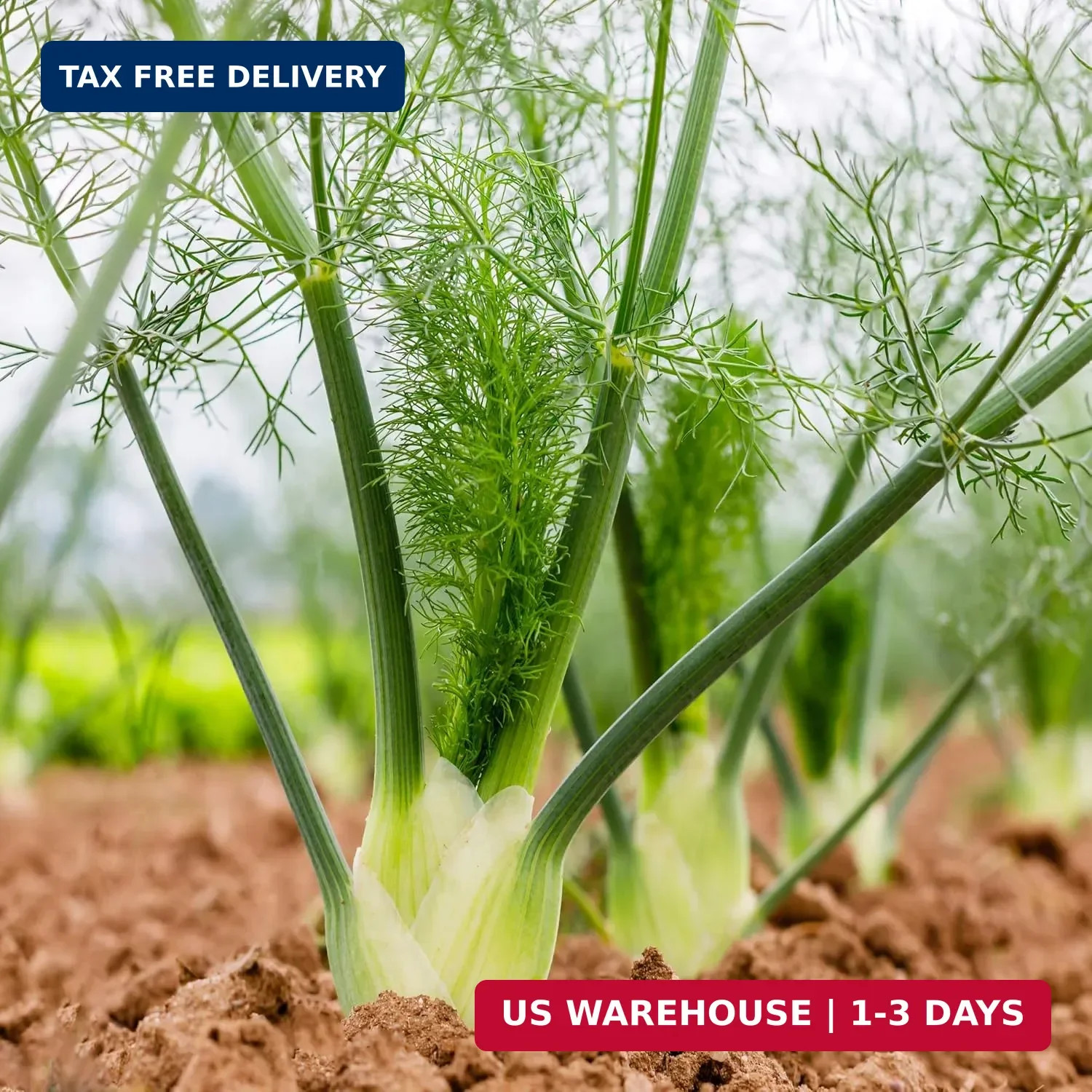 Outsidepride 1 oz. Annual Foeniculum Vulgare Fennel Herb Garden Seeds for Planti