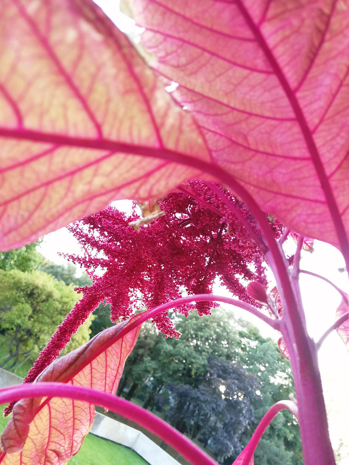 1000 Red Calaloo Callaloo Vegetable Seeds, Chinese Spinach Red Garnet Amaranth