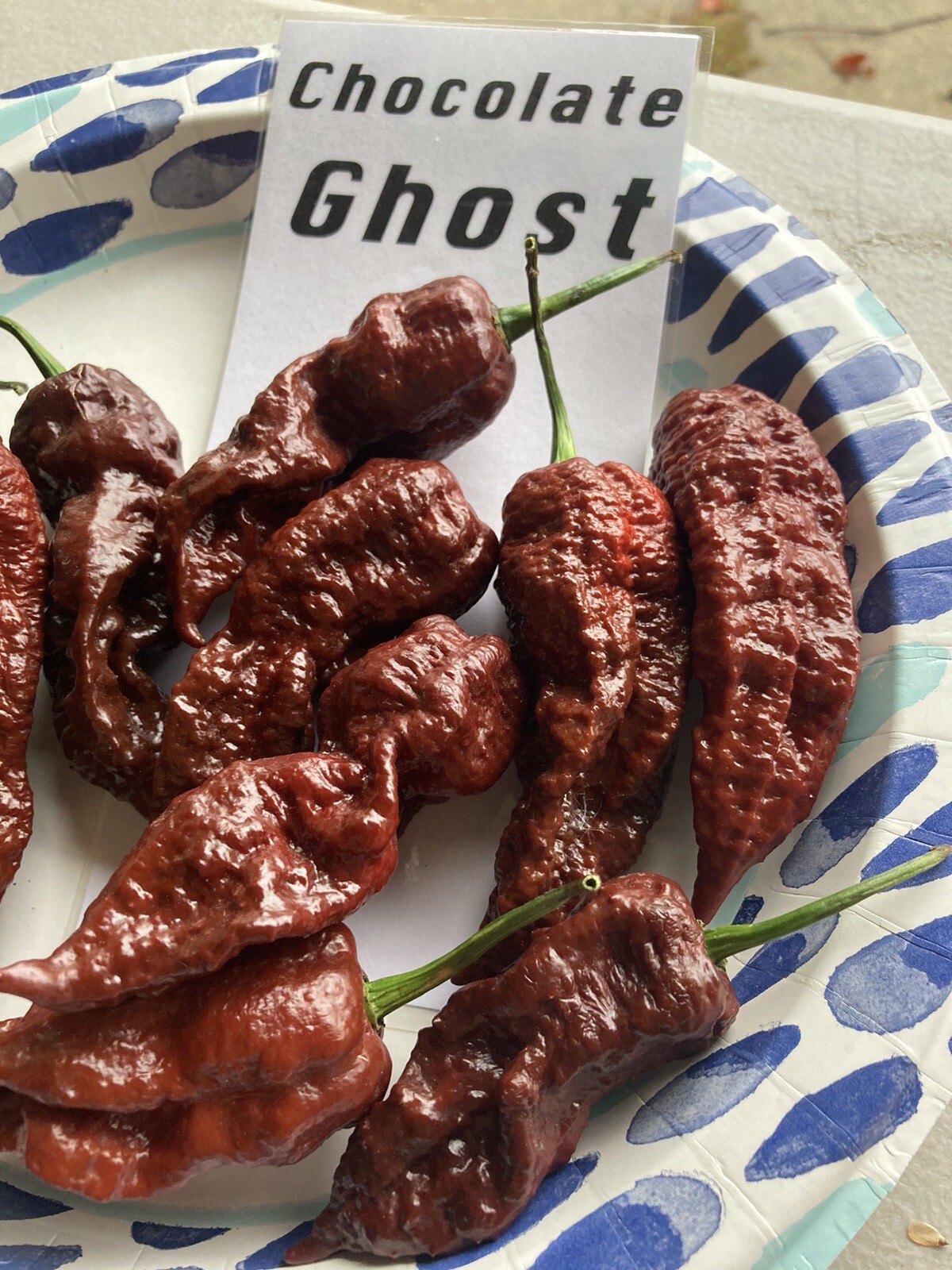Chocolate Ghost Pepper Seeds 15+ Per Pack