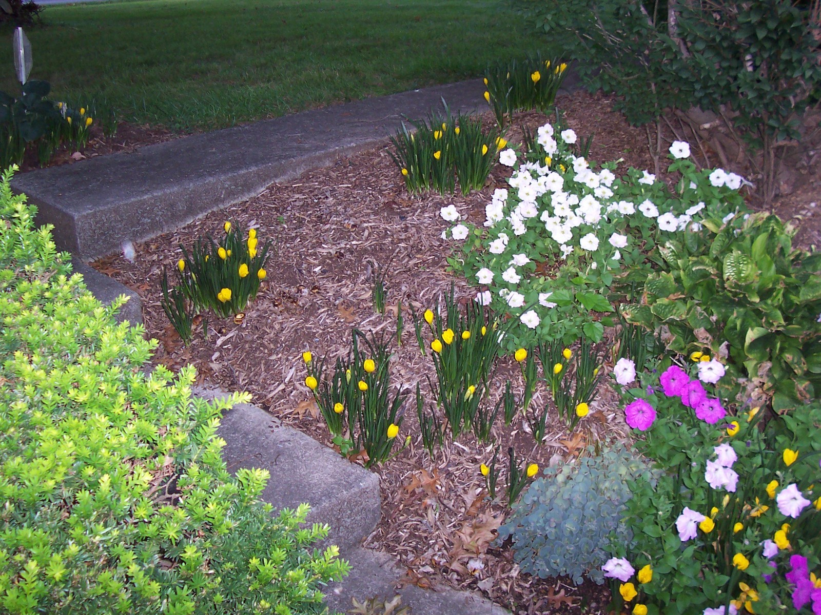 10 LARGE Fall Blooming Crocus Bulbs Autumn Daffodil Sternbergia Lutea Live Plant