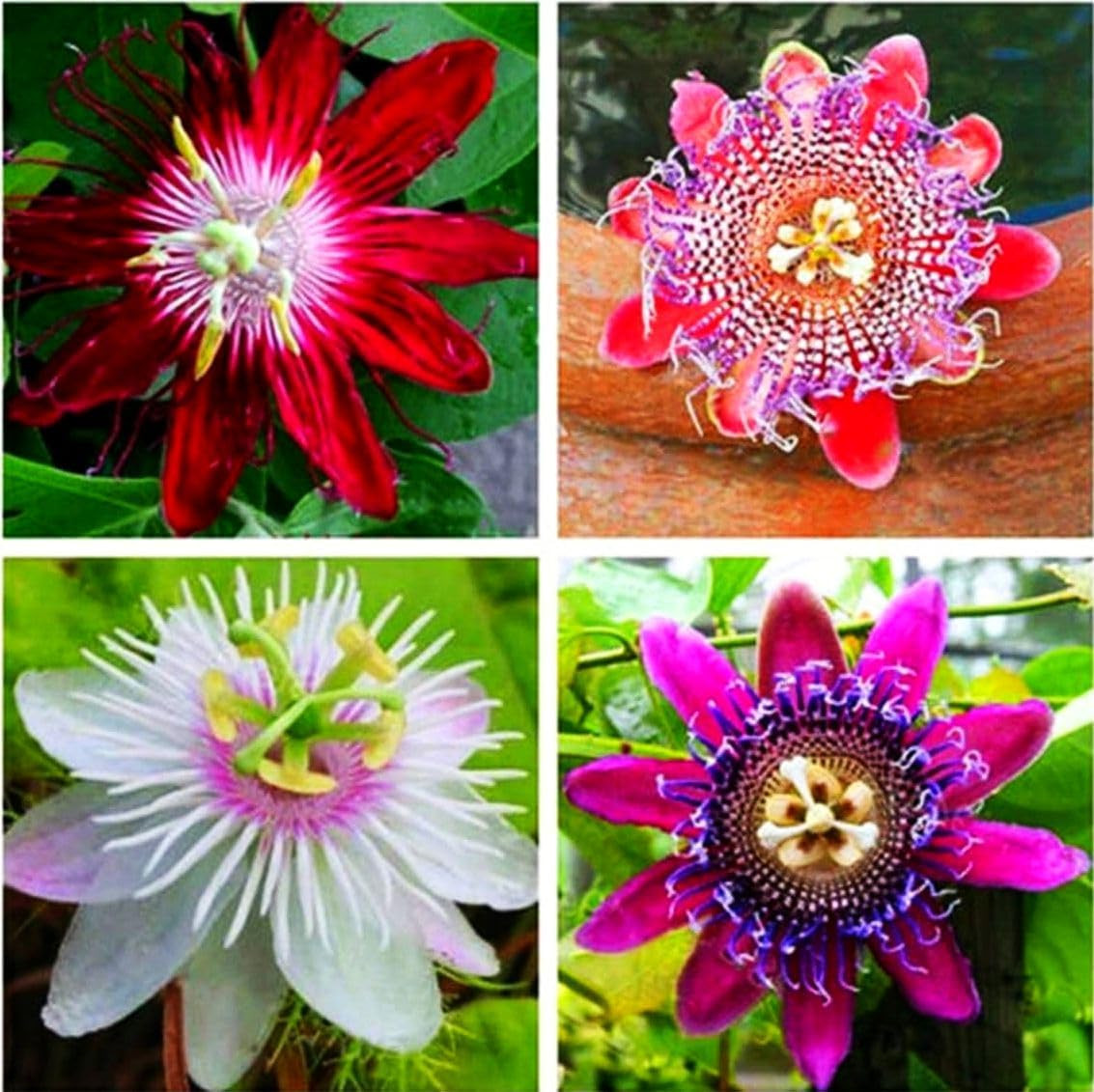 50Pcs Mix Color Passion Flower Seeds Rare Potted Plants for Planting Outdoors Ho