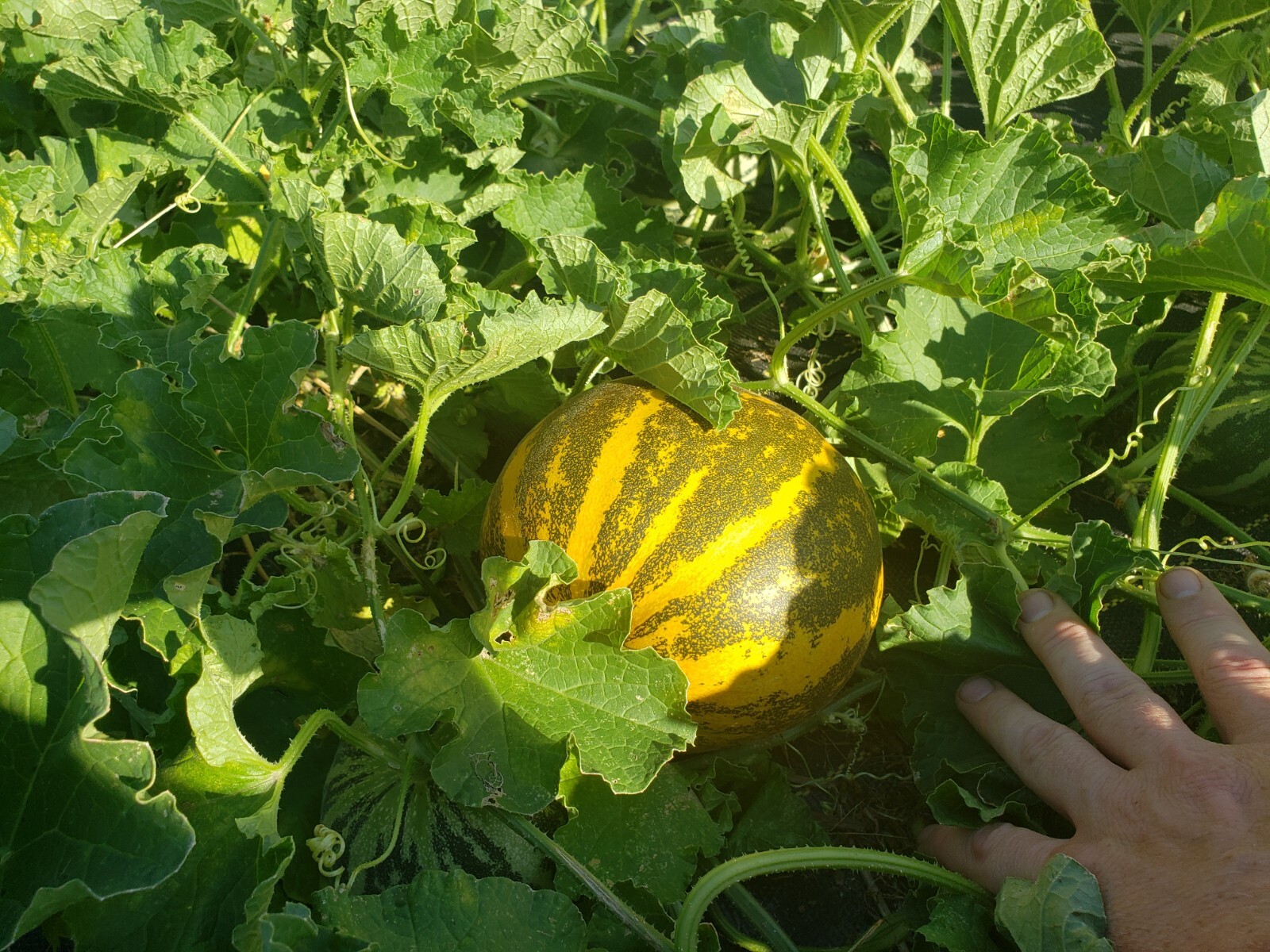 White Lion Green Orange Fleshed Melon Seeds! RARE Small Sweet Heirloom -Tracking
