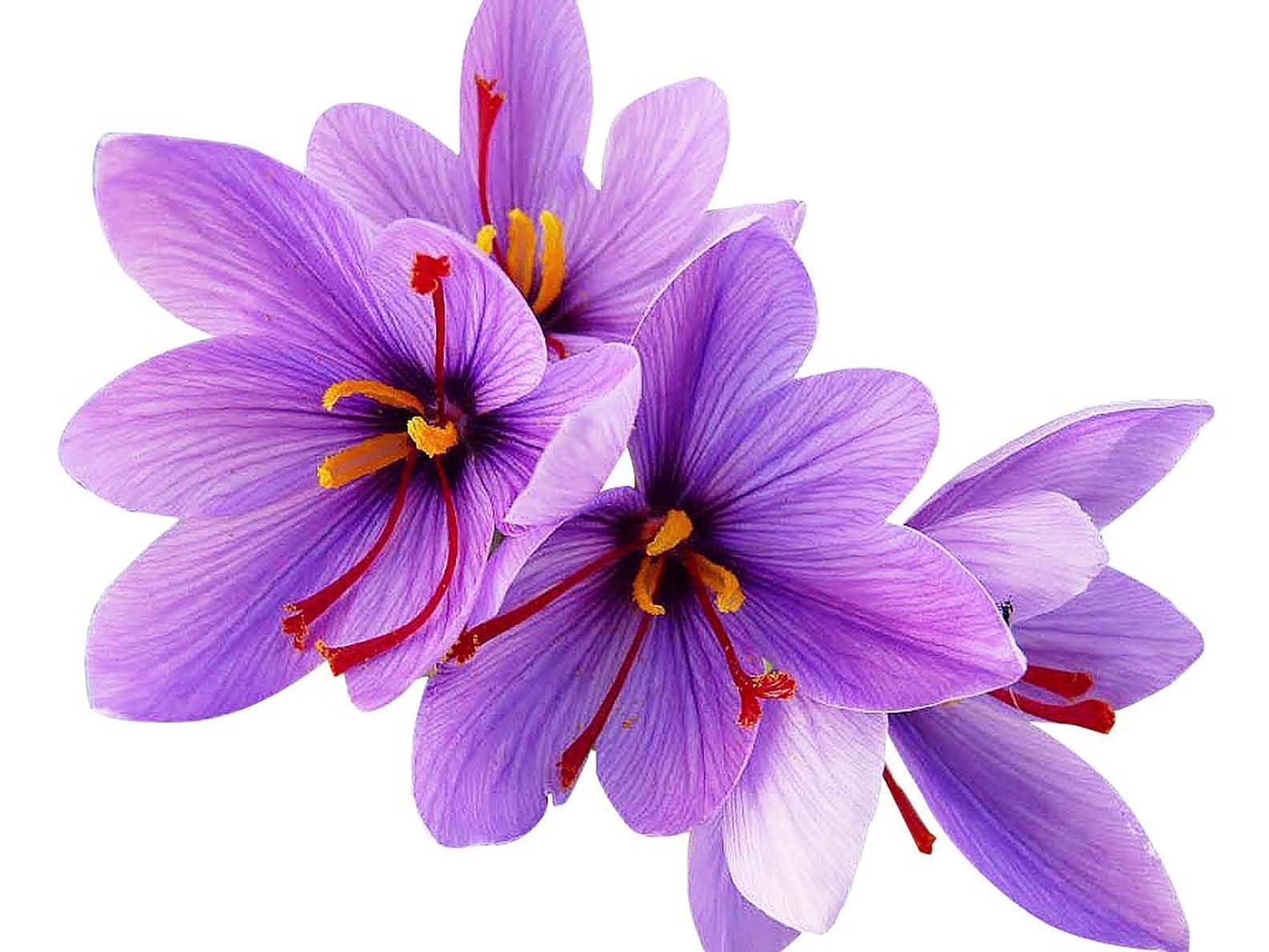 Saffron Crocus Corms for Planting – 10 Large Corms – Purple Blooms – Perennia…