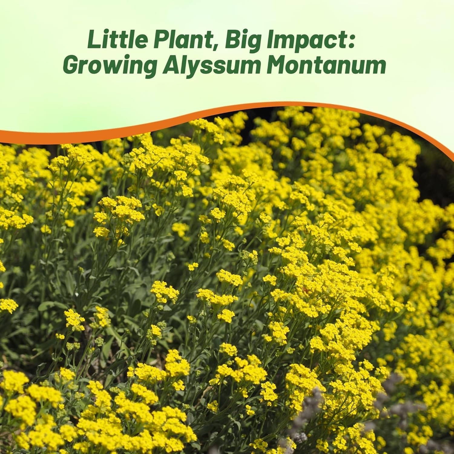 10000 Seeds Yellow Alyssum Mountain Gold Seeds For Planting Outdoors –