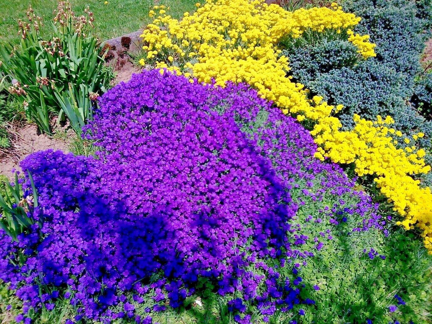501+PURPLE ROCKCRESS Flower Seeds Drought Heat Cold Groundcover Container Easy