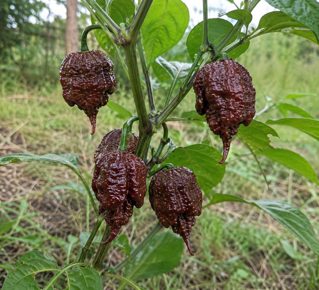 🌶️ Chocolate Carolina Reaper Pepper Seeds (10) | OPEN POLLINATED | Superhot