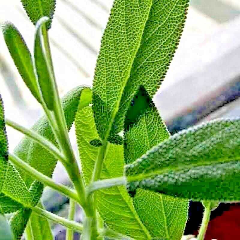 100+ SAGE SEEDS MOSQUITO REPELLENT HERB SPRING PERENNIAL HEIRLOOM DEER RESISTANT