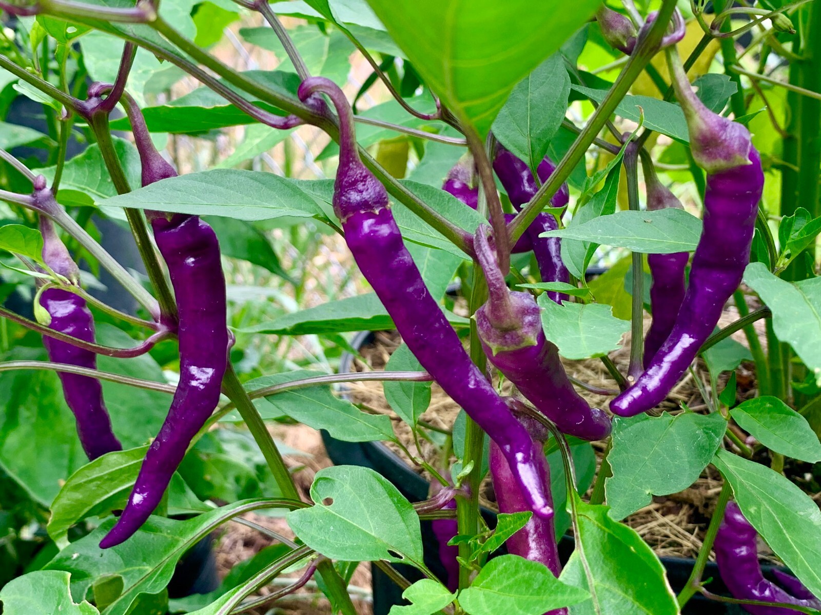 Cayenne Purple Hot Pepper Seeds, NON-GMO, Variety Sizes Sold, FREE SHIPPING