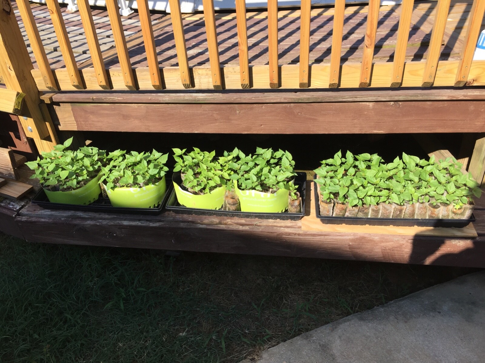 Catalpa, Southern Catalpa Tree Seeds, (For Raising Catalpa Worms) Catfish Candy