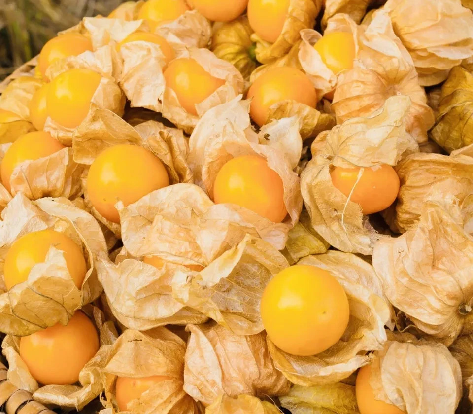 Pineapple Tomatillo, 50 Seeds, BUY 2 GET 1 FREE, Goldenberry, NON-GMO, FREE SHIP