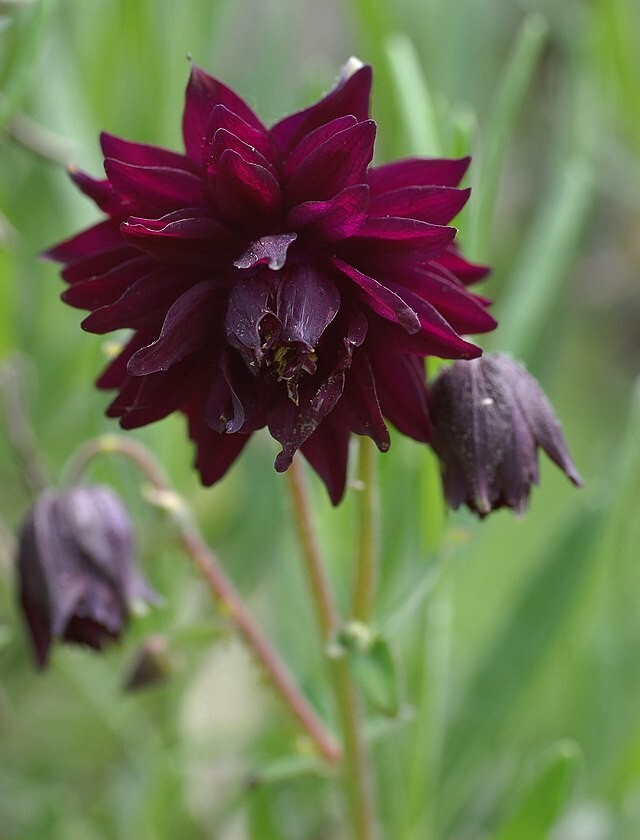 COLUMBINE MIX, 202+ SEEDS, ALL KINDS AND COLORS, AQUILEGIA, easy to grow, USA