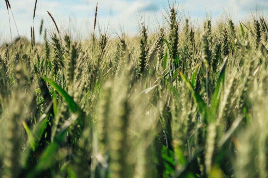 100+ Einkorn Wheat Seeds – Heirloom – Organic – Non Gmo —– THE NEW OLD WHEAT