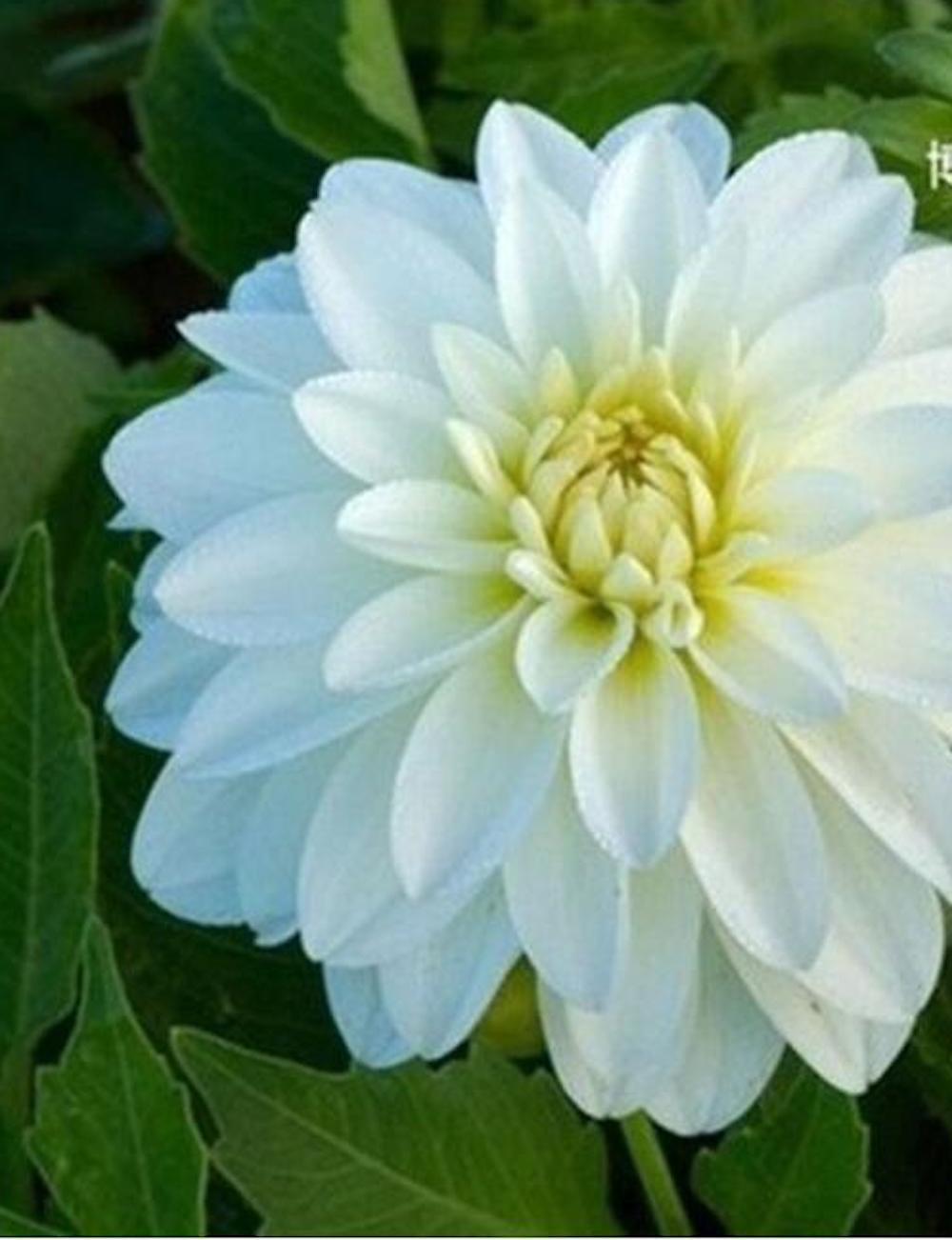 20 SEEDS DAHLIA blossom flowering bud rare bloom exotic garden plant 18 colors