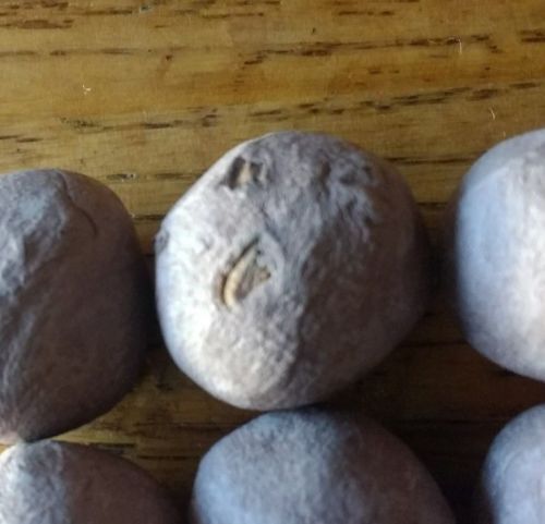 9 Common Milkweed Clay Seed Balls Asclepias syriaca 2023 Organic