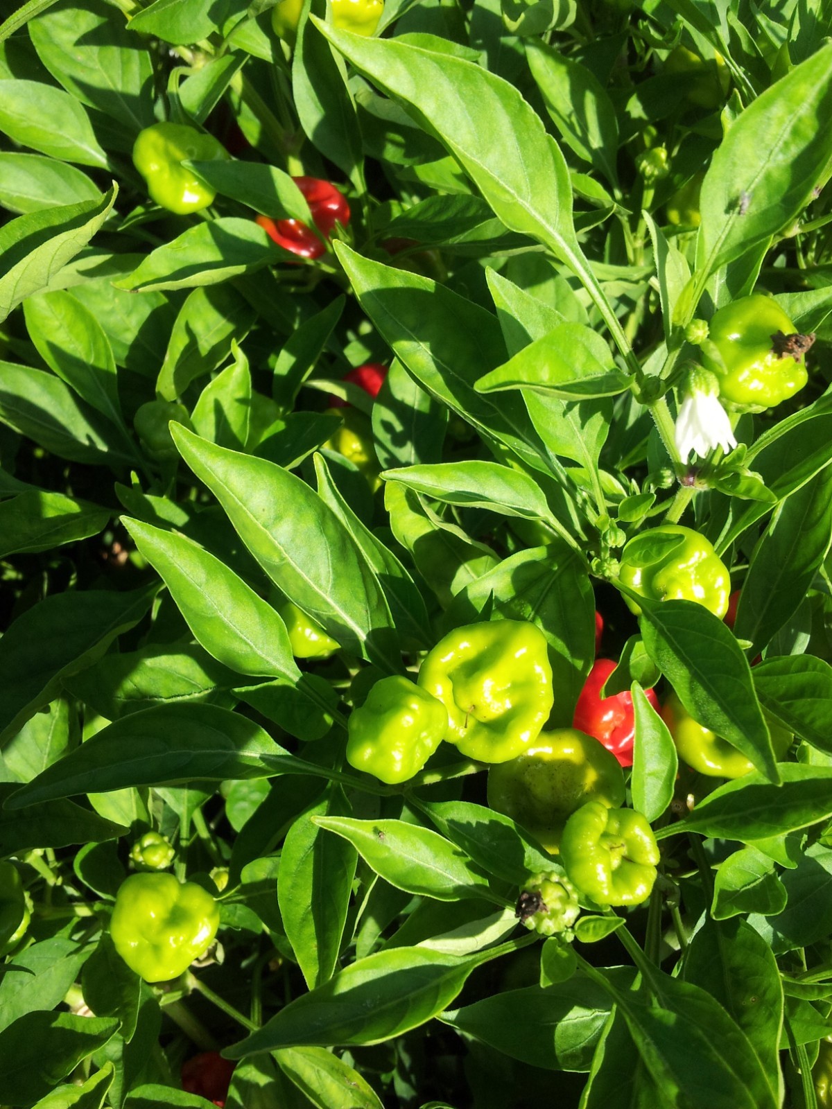 50 Red Jamaican Scotch Bonnet Pepper Seeds Heirloom NON-GMO. Super Prolific