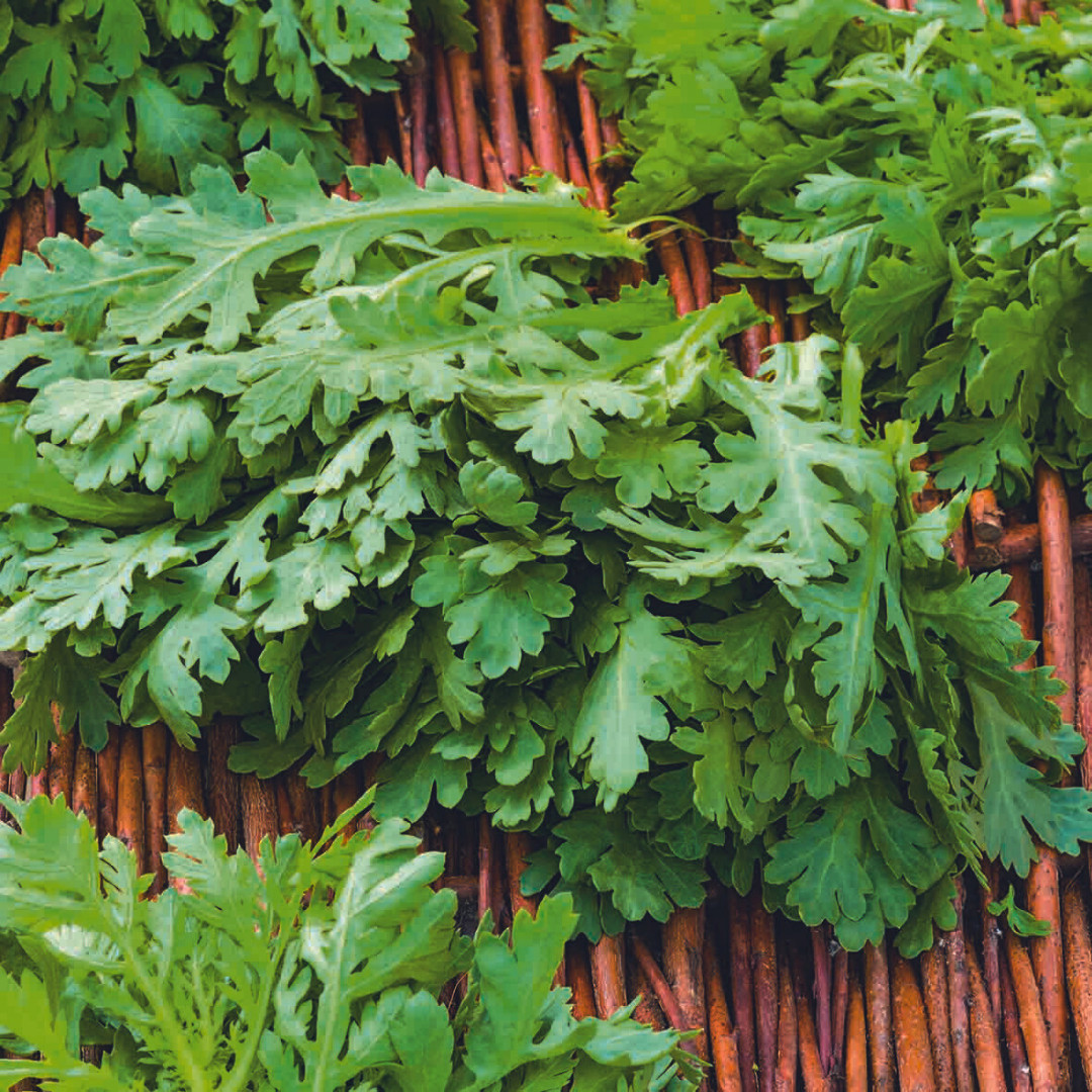 Fresh Chrysanthemum Greens Seeds | Tong Hao | Heirloom Non-GMO | Asian Vegetable