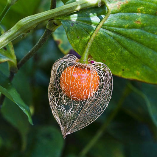 CHINESE LANTERN Flower Orange Seed Pods Pollinators DRIED Cut Flowers 200 Seeds