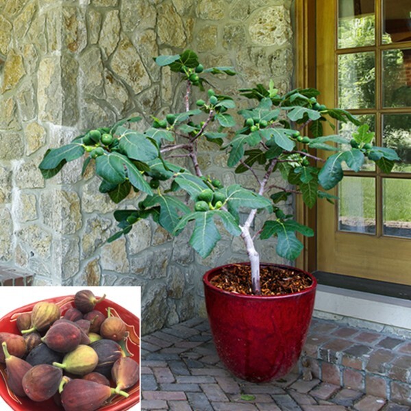 Fig Tree ‘Fignomenal’ (Ficus carica hybrid) 4” pot size.