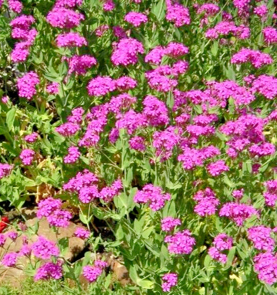 Catchfly 100 seeds. bright pink, Silene Ameria. blooms fast from seed. Campion.