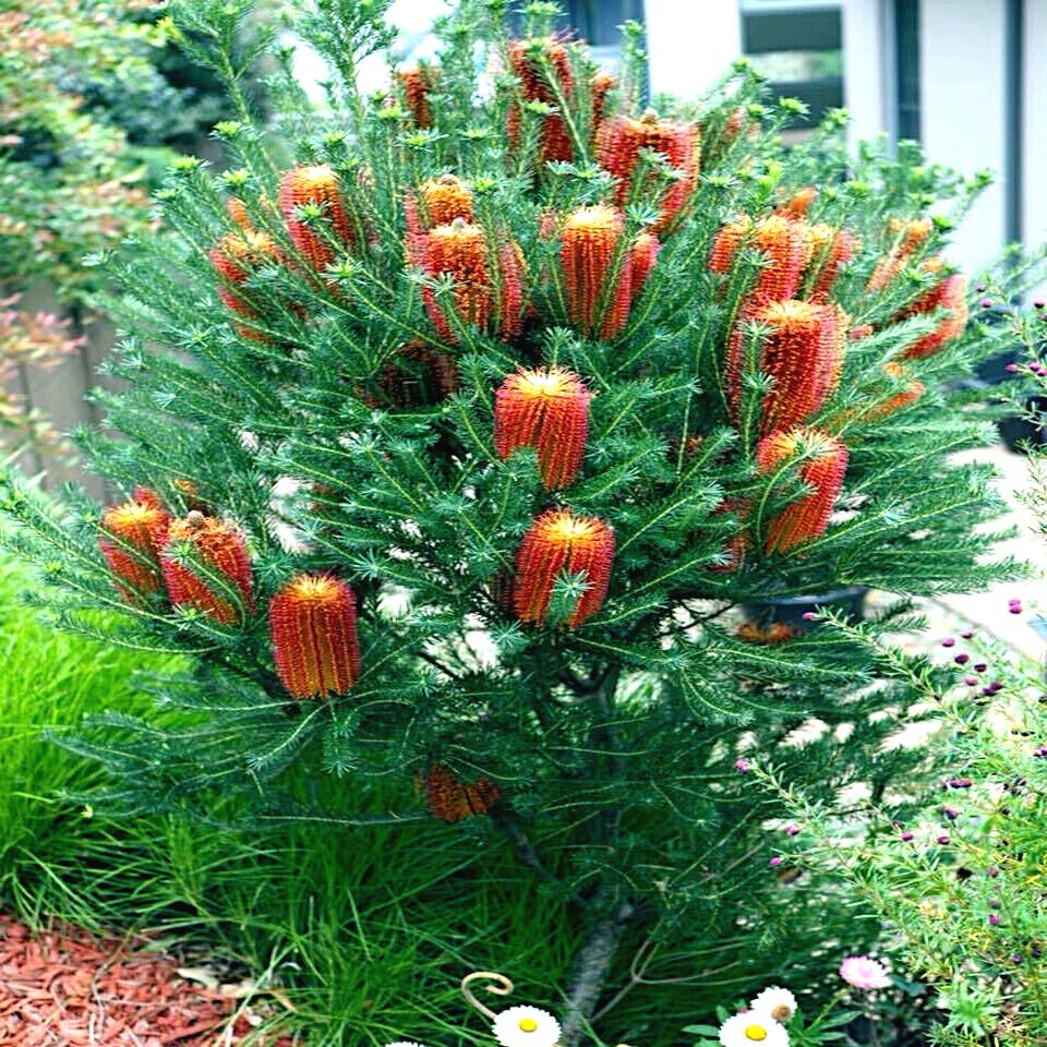 Lantern Banksia Tree Seeds “Fireworks” Exotic Flowering House Plant RARE