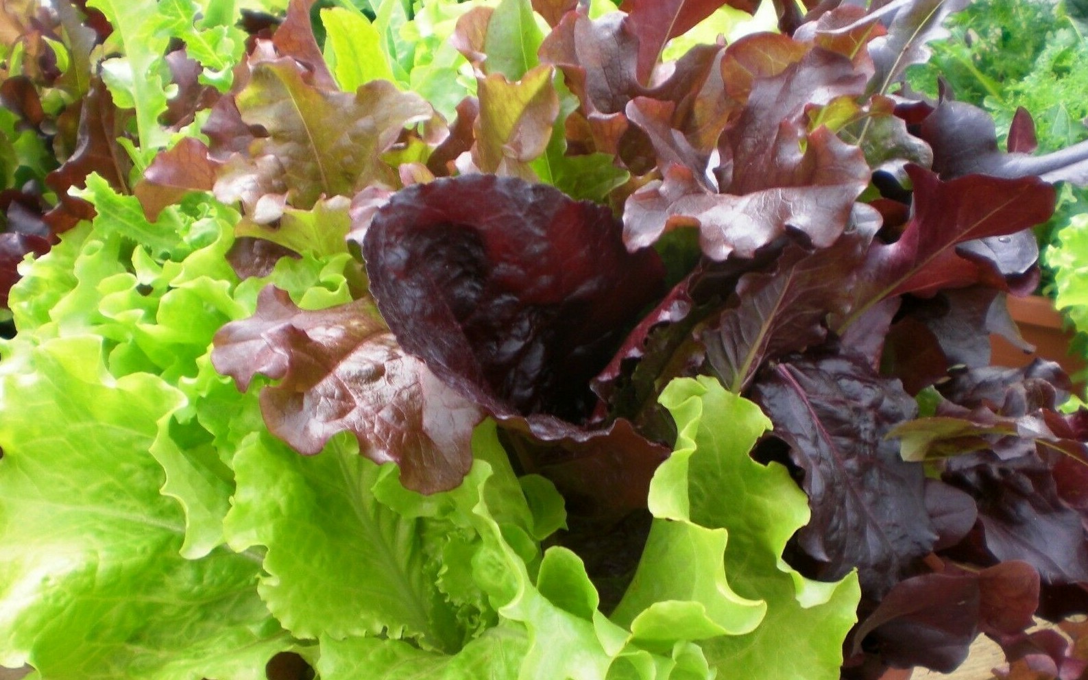 Gourmet Salad Blend Lettuce Seeds 600+ Vegetable Garden NON-GMO US FREE SHIPPING