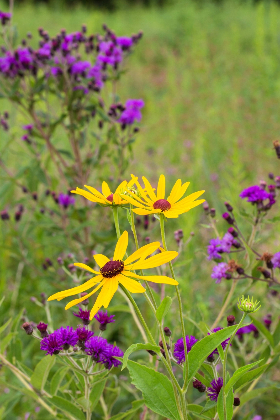 100 MISSOURI IRONWEED Monarch Flower Native Purple Vernonia Missurica Seeds