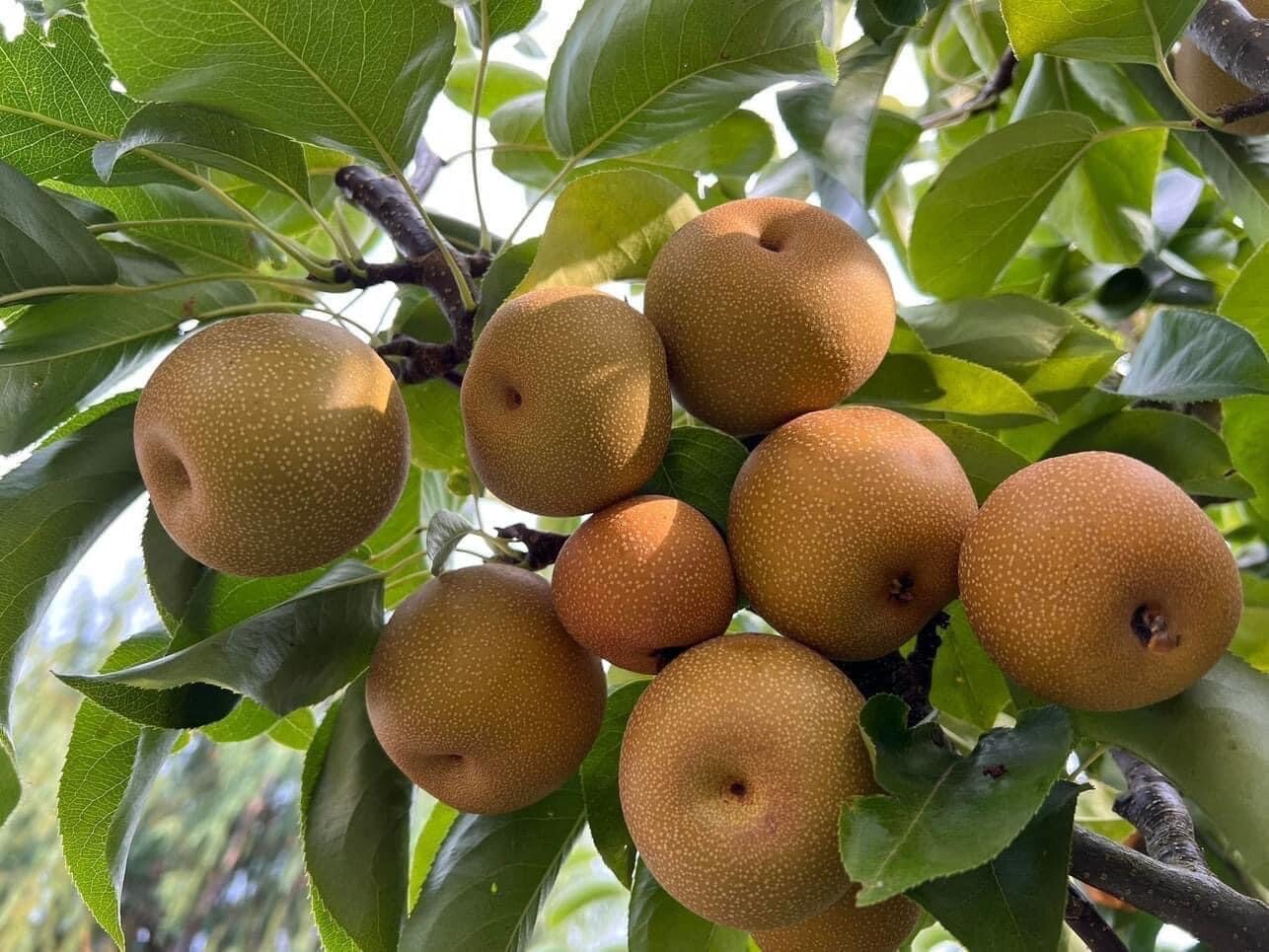 Asian Pear, Japanese Pear, Korean Pear, Pyrus Pyrifolia – 10 Seeds 2025 – USA
