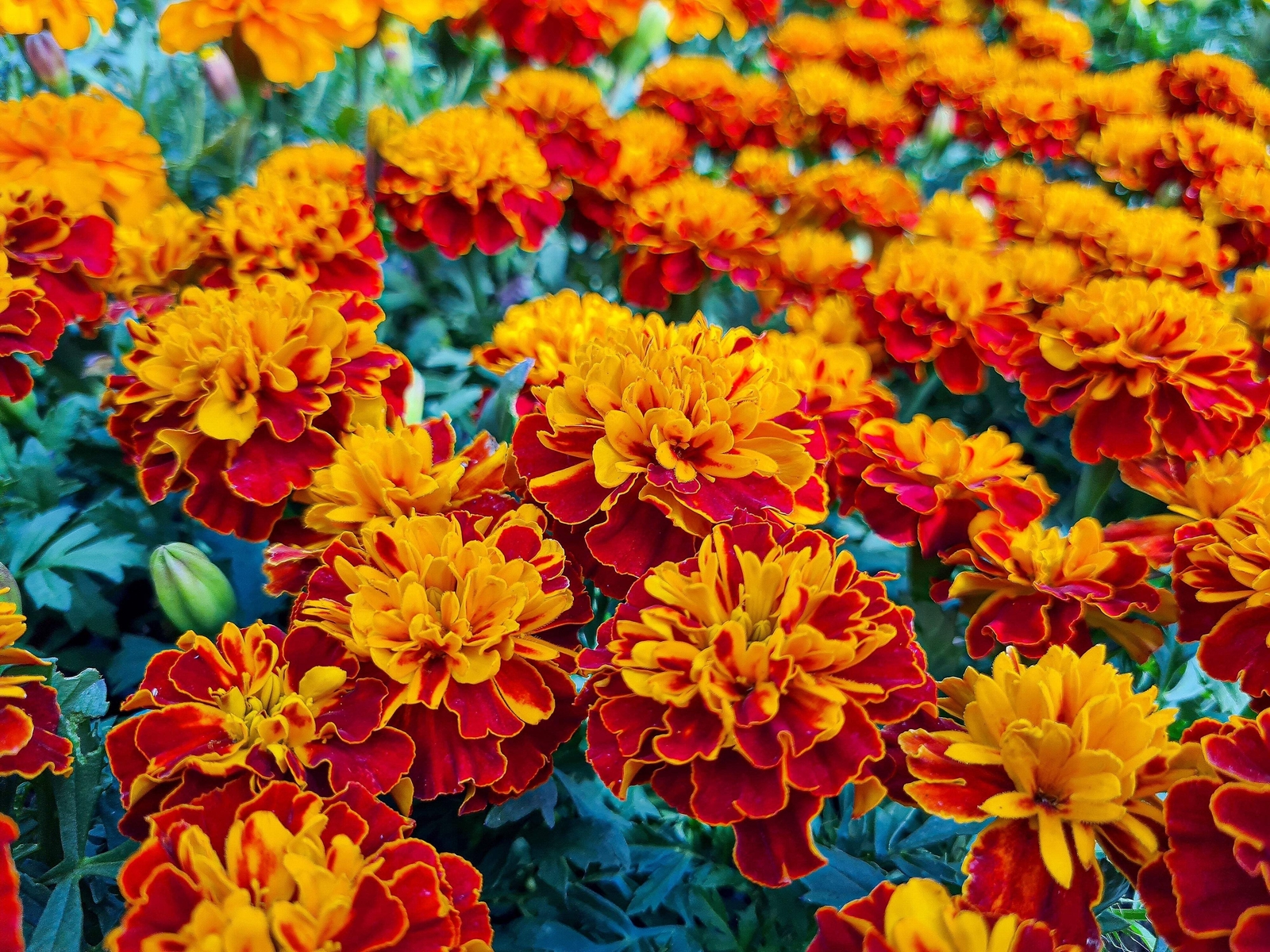 400 FRENCH MARIGOLD SPARKY Mixed Colors Tagetes Patula Flower Seeds *Flat S/H