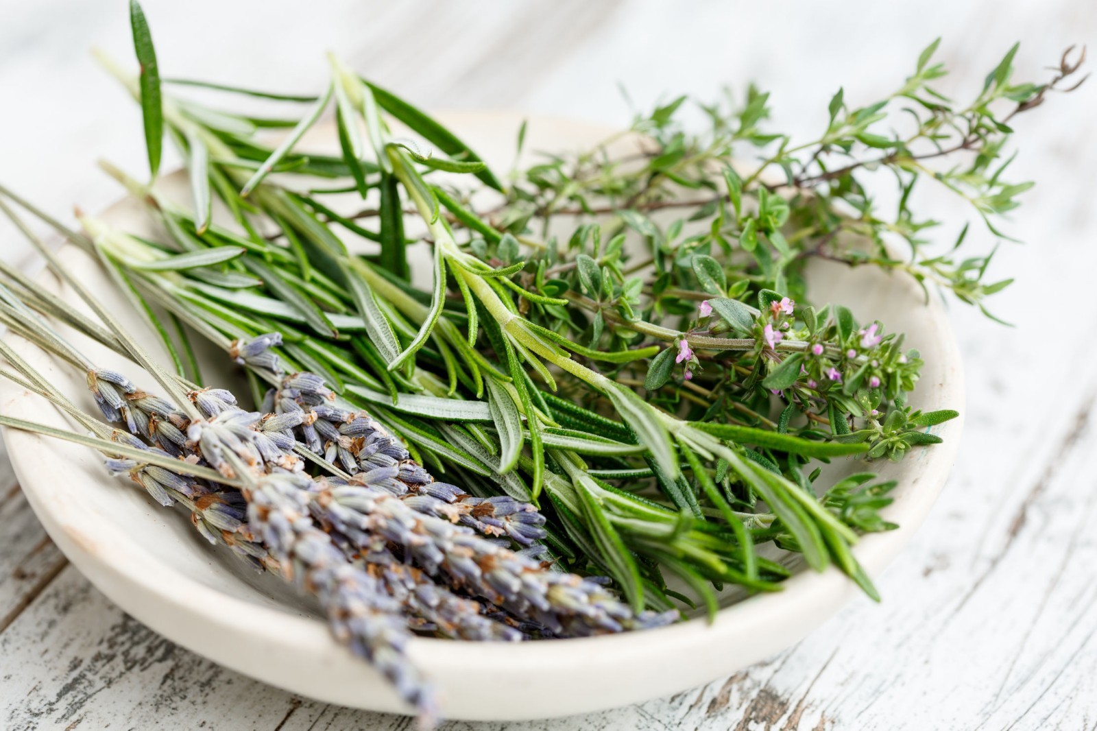 Seeds Rosemary Aromatic Herb Market or Home Gardening Potted Plant seed Non GMO