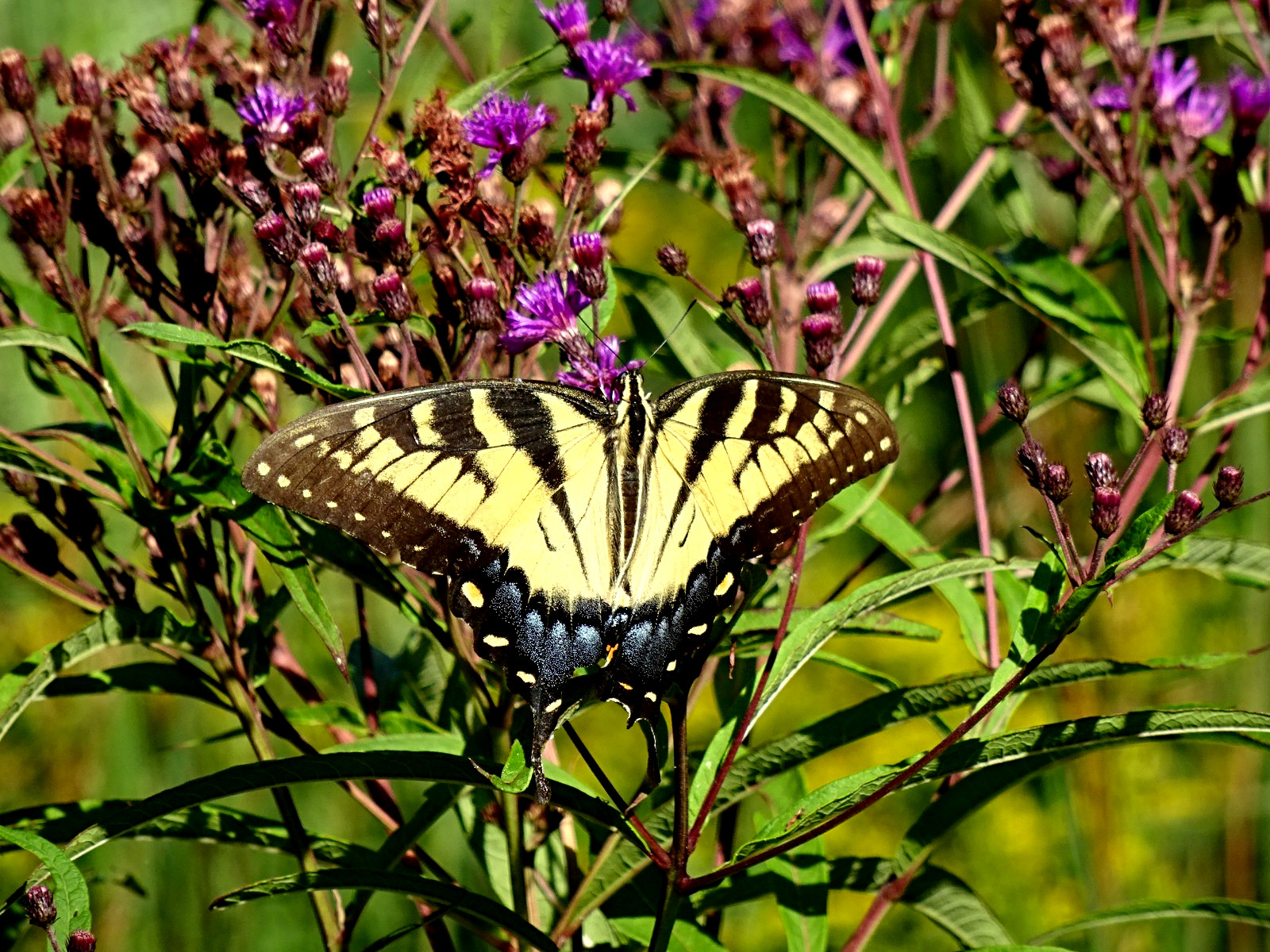 Vernonia noveboracensis New York Ironweed Native Perennial 50 seeds from 2025