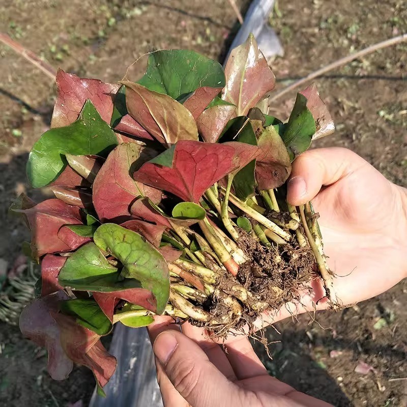 Fish Mint, Houttuynia Cordata, Chameleon Plant – 100+ Seeds 2025 – USA