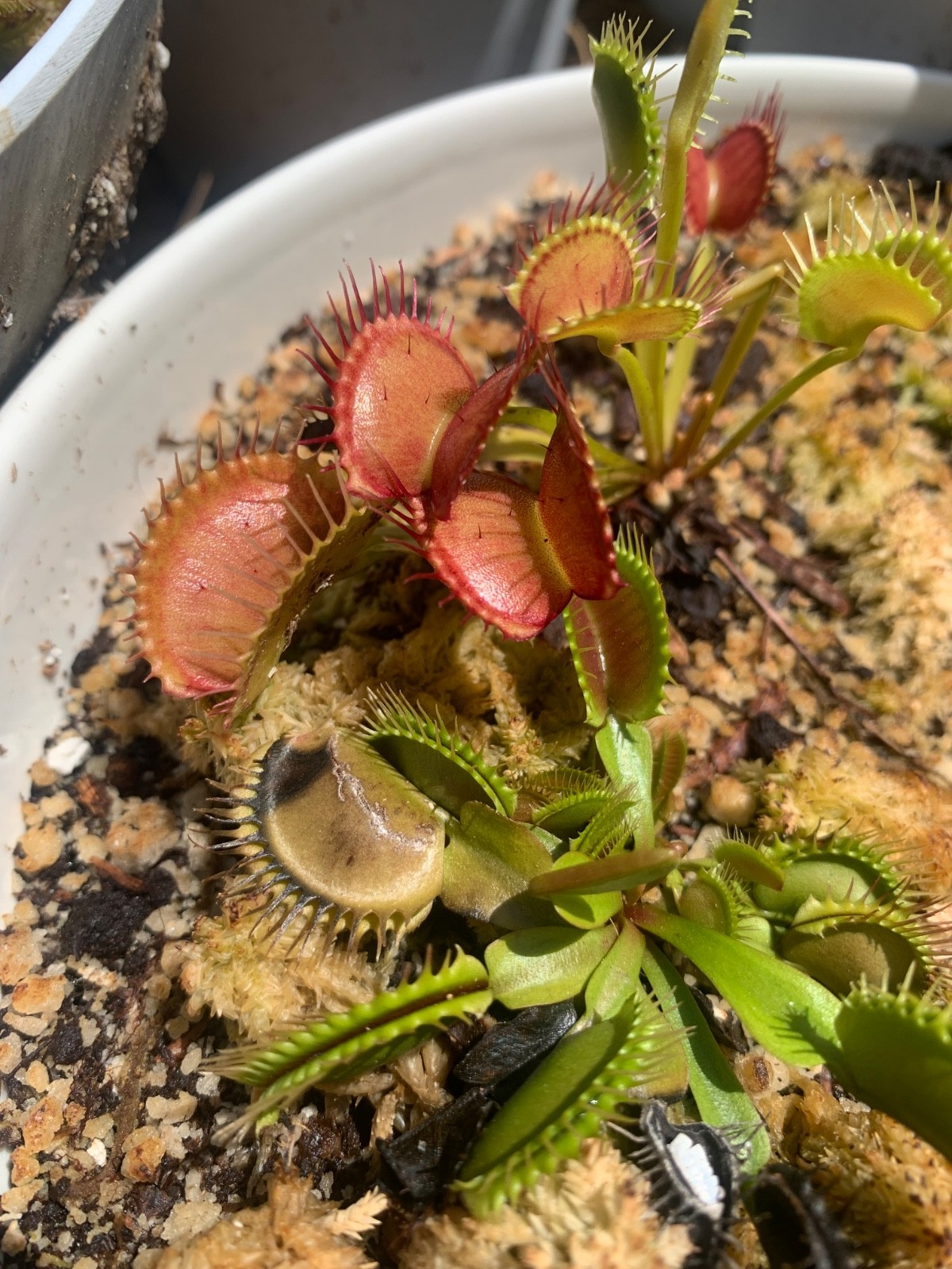 100+ Venus Flytrap seeds + Maxsea plant food