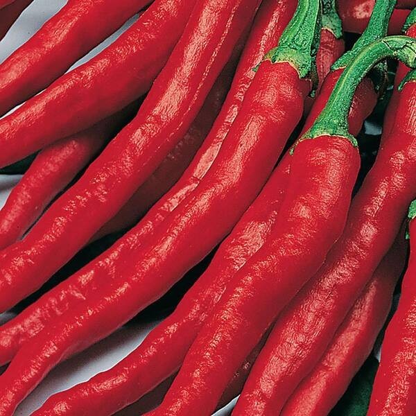 Cayenne Pepper Seeds – Long Red Thin – Heirloom