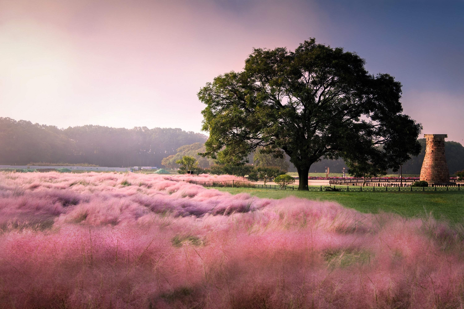40 PINK MUHLY GRASS Cotton Candy Grass Muhlenbergia Capillaris Native Seeds