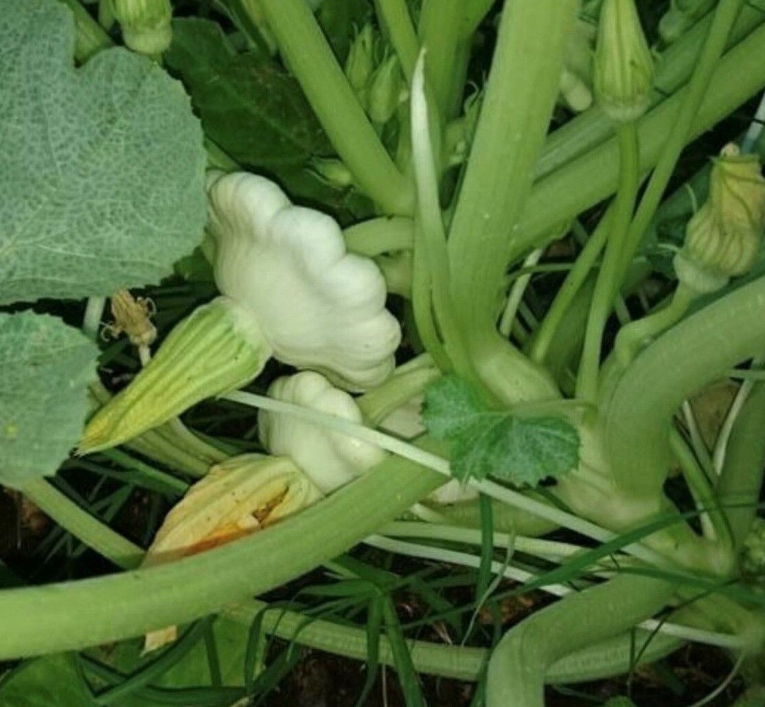Early White Bush Scallop Summer Squash Seeds | Heirloom | Organic