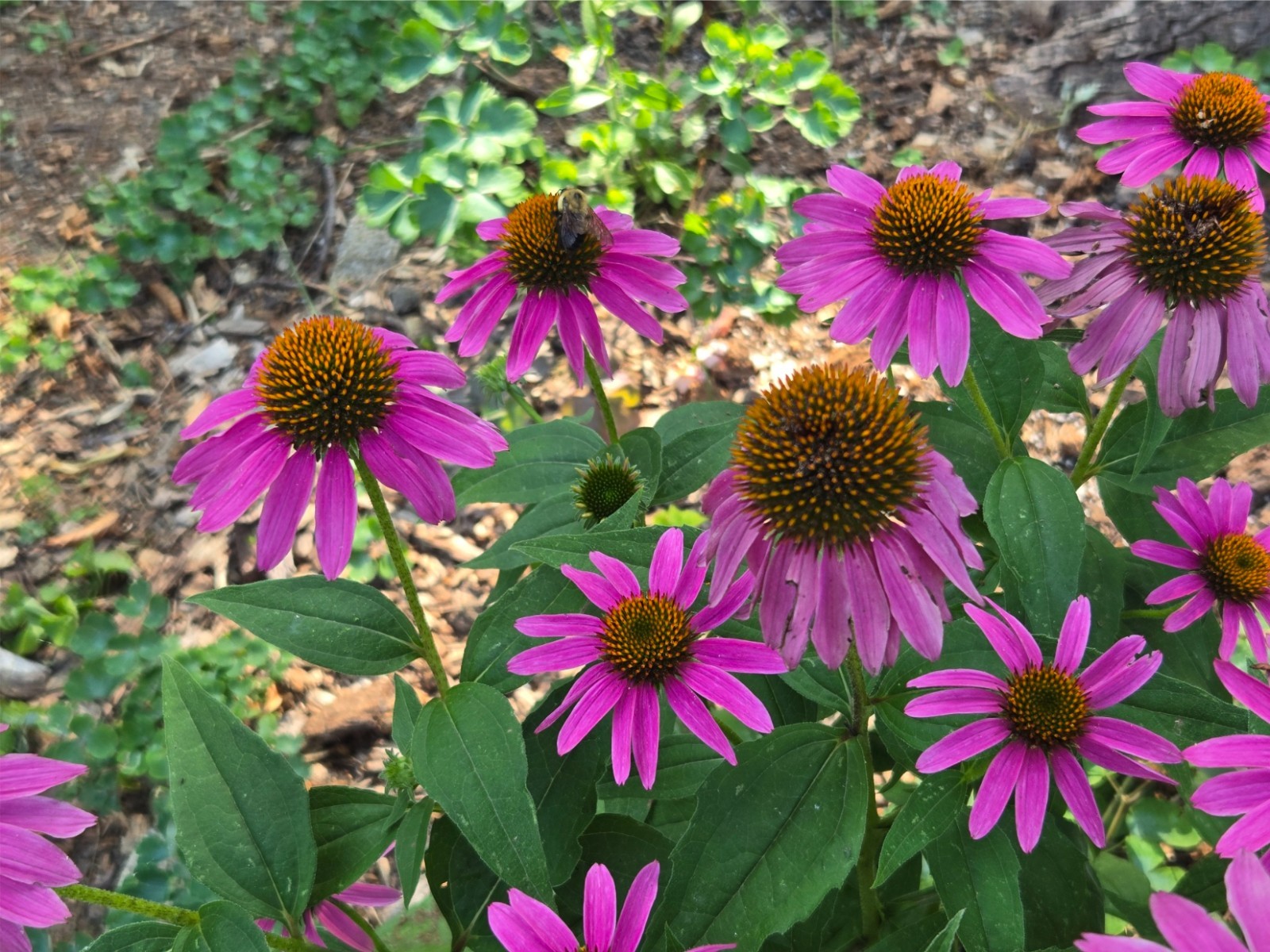 1 gram+ Echinacea Purpurea Seeds/Purple Coneflower/Native Eastern US/Host Plant
