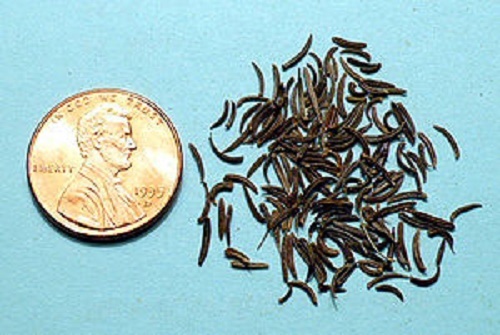 100 KALA JEERA IMPERIAL BLACK CUMIN Spice Plant Bunium Persicum Herb Seeds