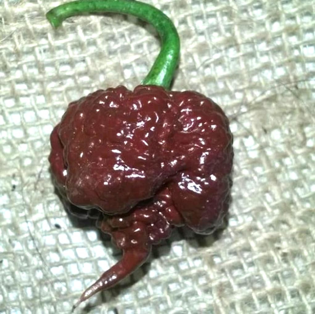 100PCS Chocolate Carolina Reaper Chili Pepper Seeds World Record Hot Pepper S…