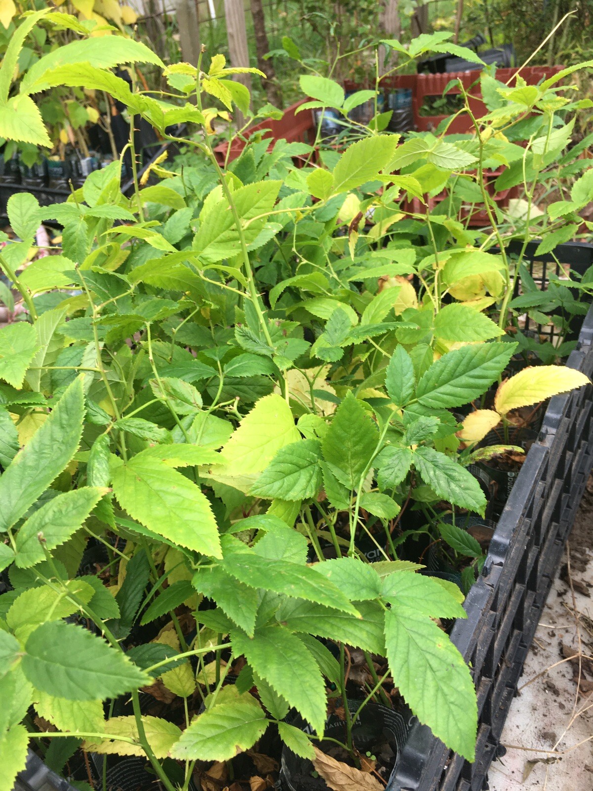 White Blackberry Rubus ‘Snowbank’, 10-15” tall