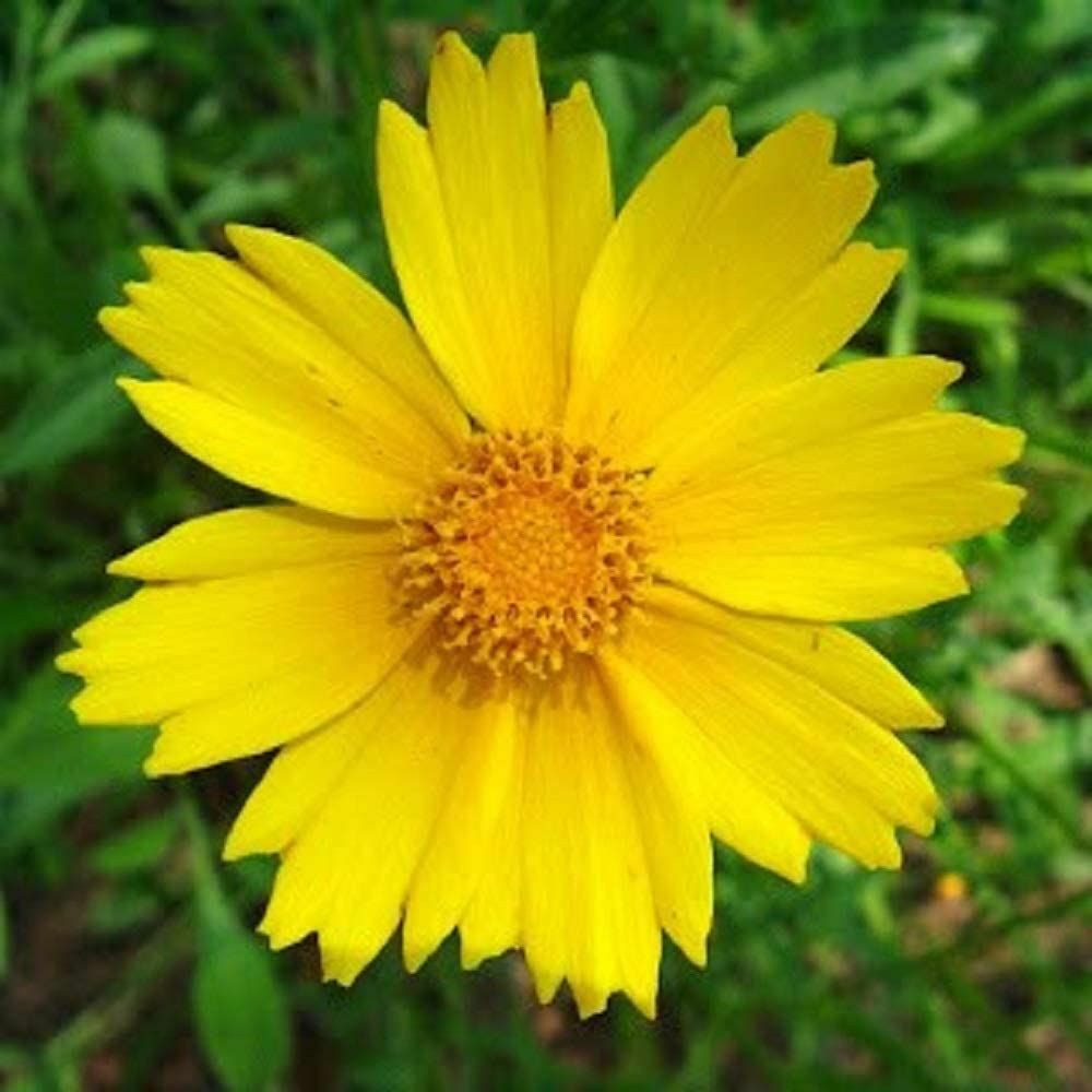 Lance-Leaved Coreopsis Flower Seeds,”COOL BEANS N SPROUTS” Brand. Home Gardening