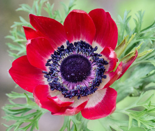 ANEMONE RED Anemone Multifida Rubra – 100 Bulk Seeds