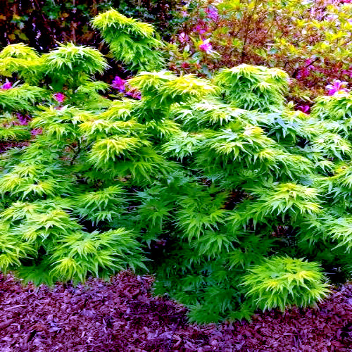 10 “DWARF” Japanese Maple Tree Seeds (Mikawa yatsubusa) UNIQUE Hemp Herb Bonsai