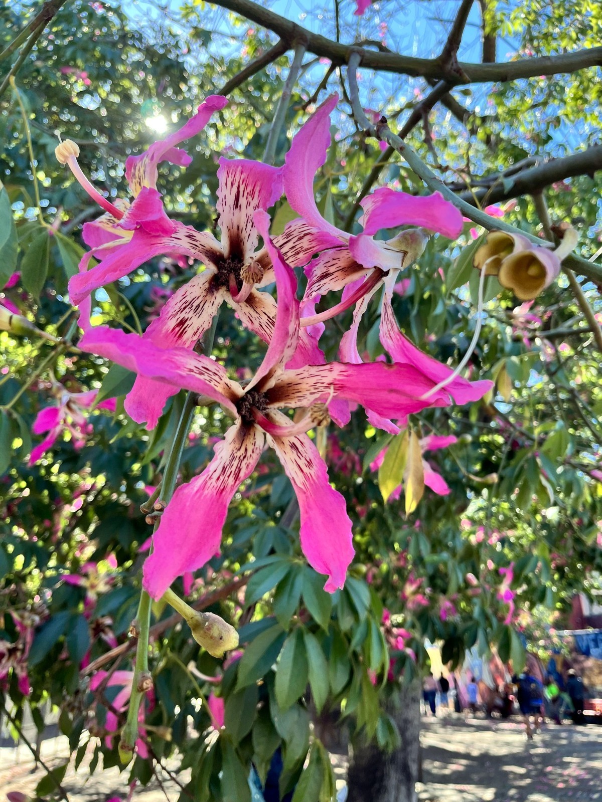 Silk Floss Tree Seeds (Ceiba speciosa) Rare Exotic Pink Flower Bottle Tree