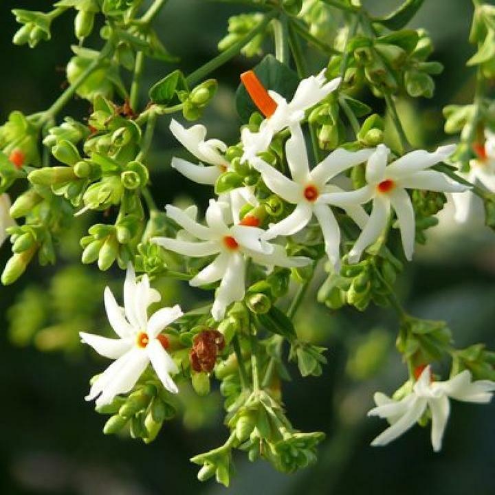 Nyctanthes arbor tristis NIGHT FLOWERING JASMINE Seeds!