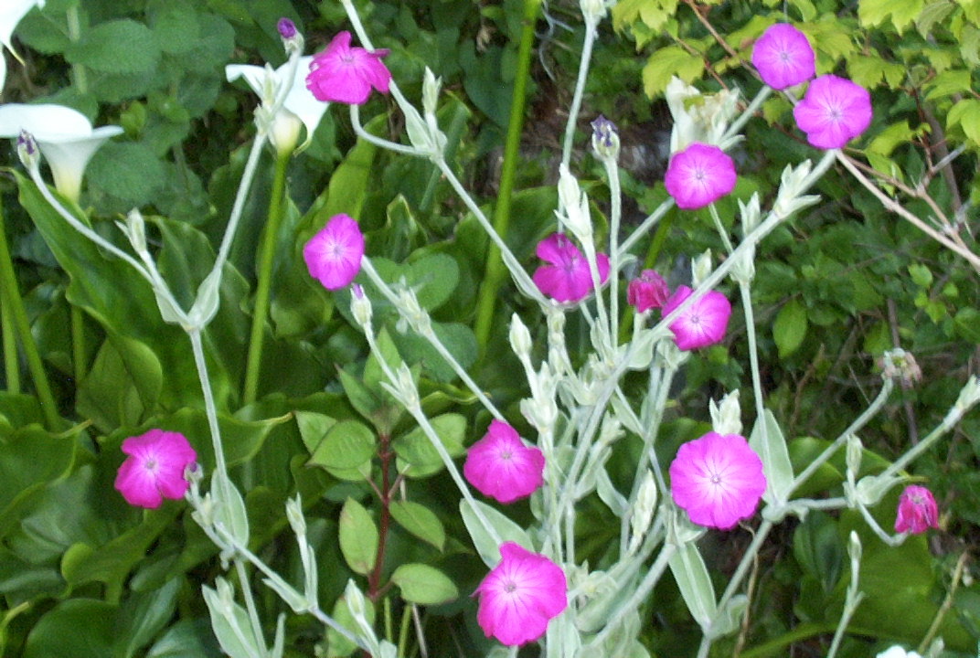 ROSE CAMPION 155 SEEDS, MAGENTA FLOWERS, FUZZY WHITE LEAVES, LYCHNIS CORONARIA