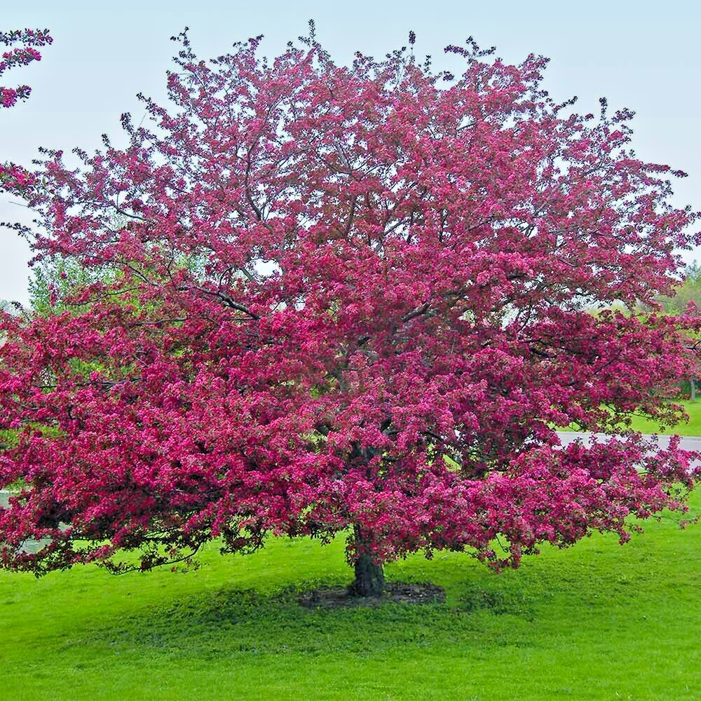 French Wild Apple | Premium Seeds | Malus sylvestris ‘Fruit’ | Plants’®