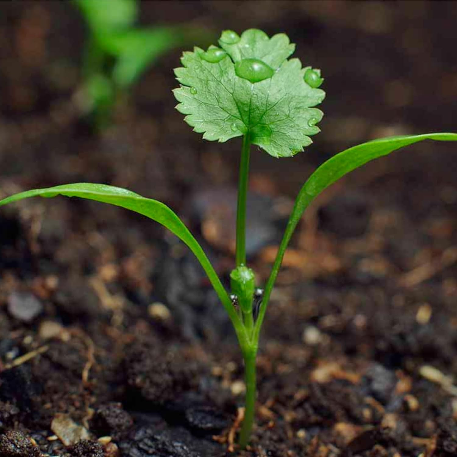 Cilantro Herb Seeds – 250 Heirloom Seeds for Planting Coriandrum Sativum – Non-G