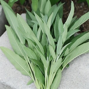 Sage Ceres Salvia officinalis 1,000 seeds